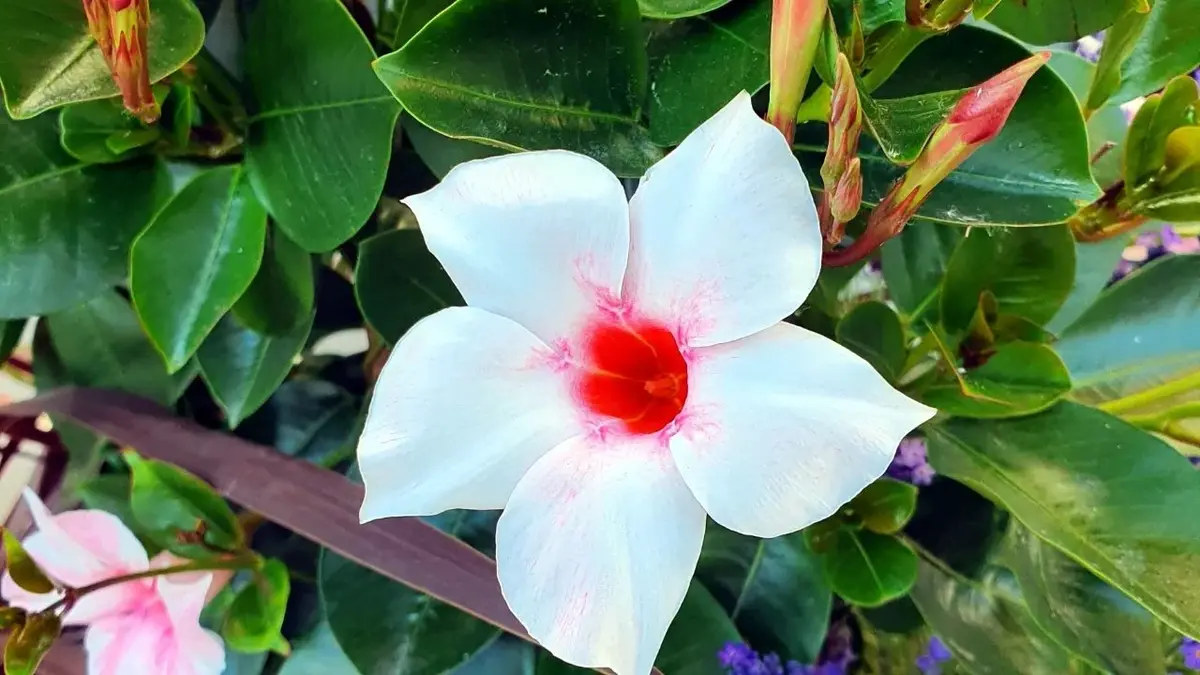 kwiat sundaville w kolorze biały z czerwonym zabarwieniem