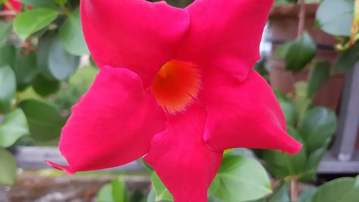 roślina sundaville kwitnąca na czerwono