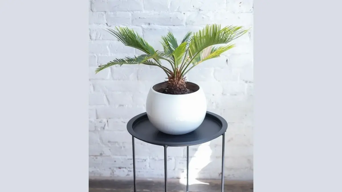 palma królewska w białej donicy