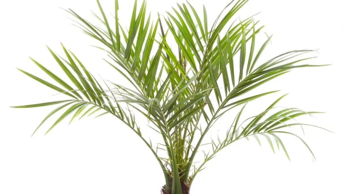 palma daktylowa w donicy