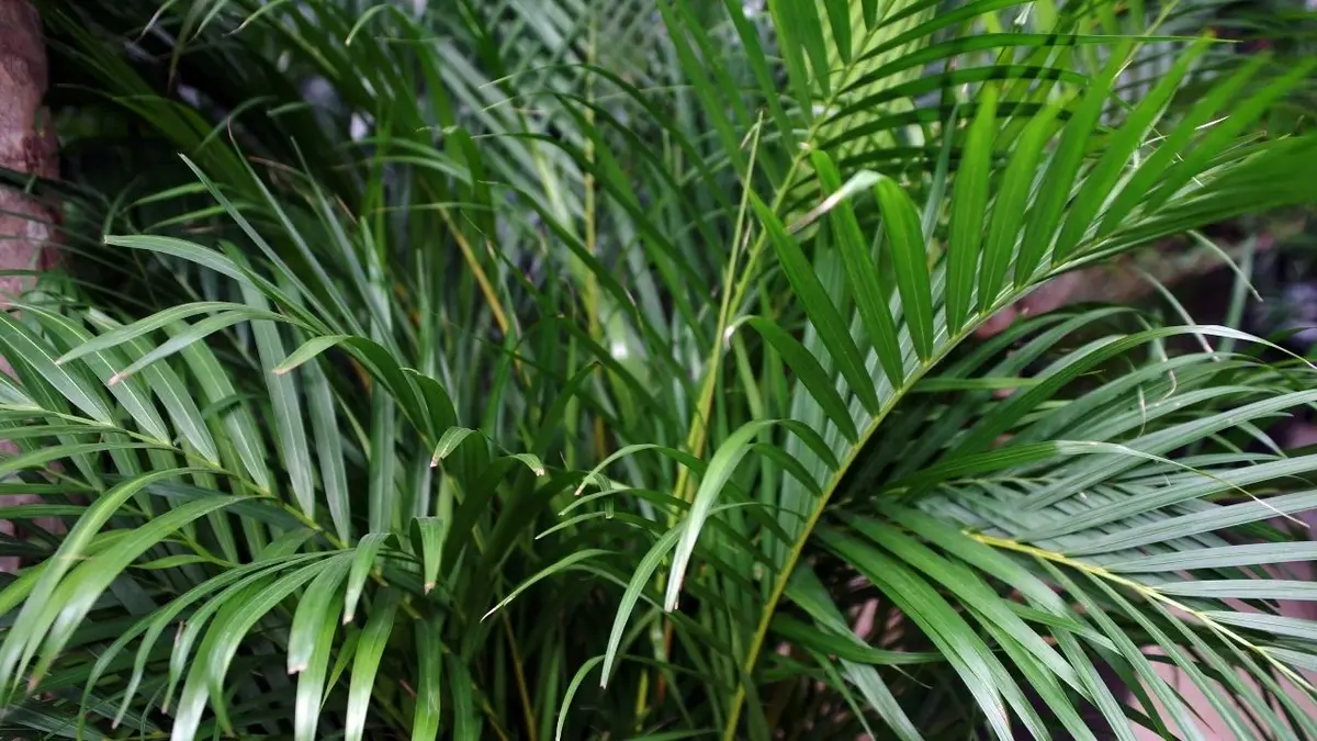 duże liście palmy areki