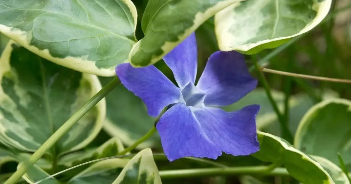 Fioletowoniebieski kwiatek barwinek wśród zielonych liści