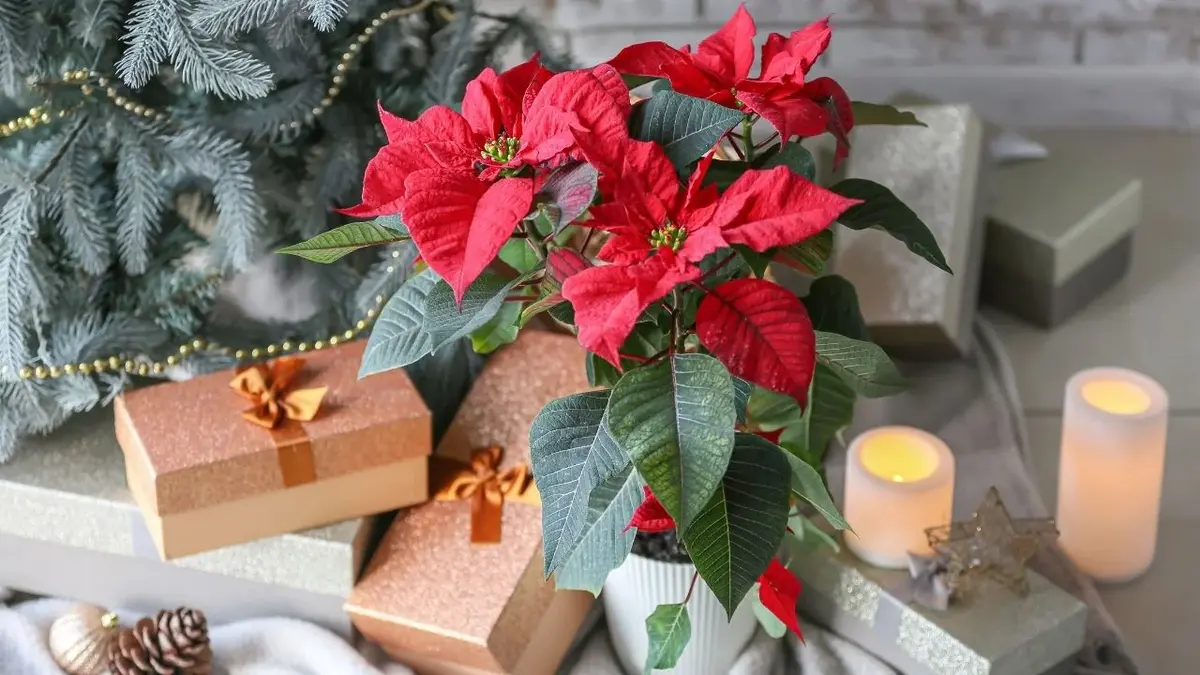 Czerwona gwiazda betlejemska w doniczce przy pudełkach z prezentami i świecach