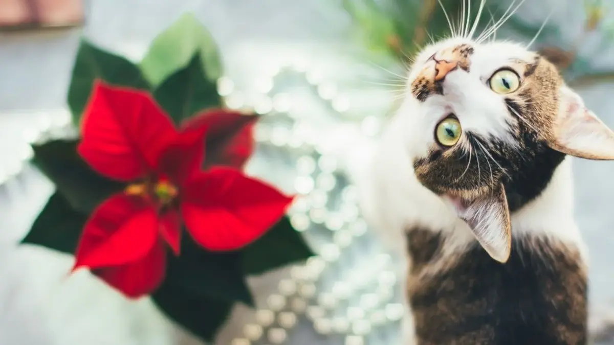 Główne zdjęcie - Gwiazda betlejemska a koty. Czy świąteczna poinsecja jest trująca?