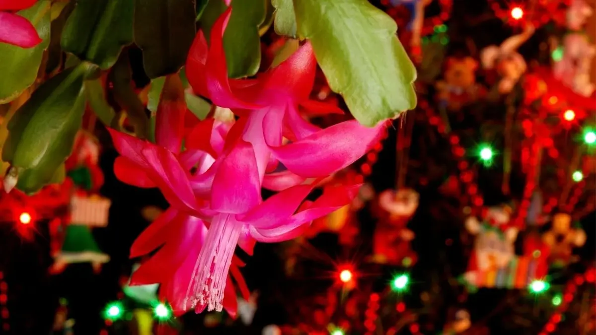 Różowe kwiaty kaktusa bożonarodzeniowego na tle choinki