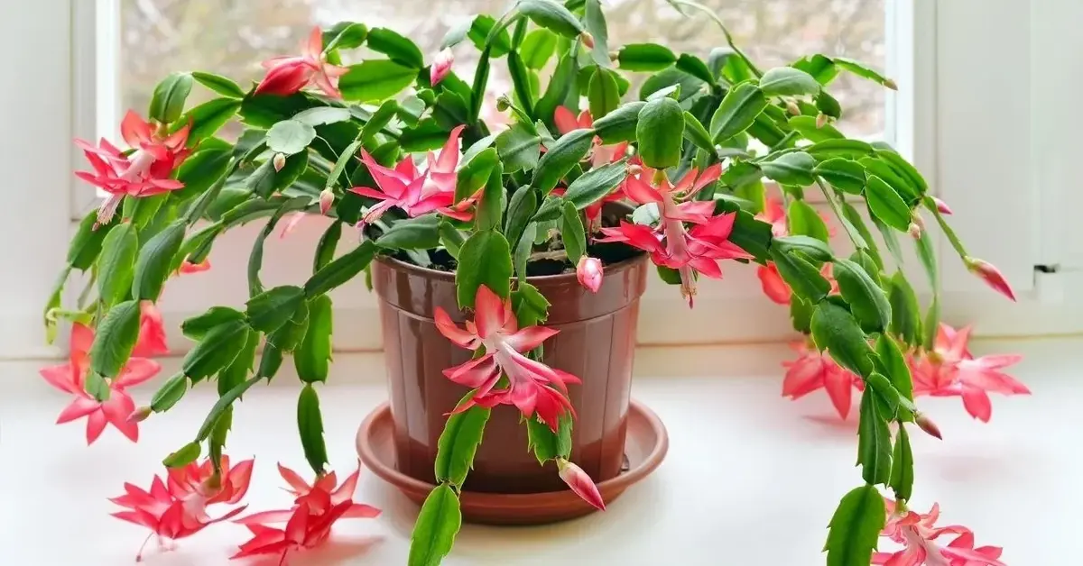 Czerwony kaktus bożonarodzeniowy w doniczce na okiennym parapecie