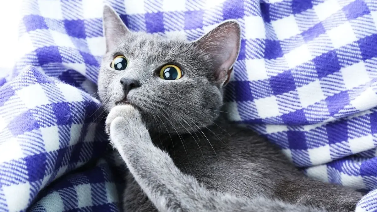 Kot z wytrzeszczonymi oczami na kraciasty kocu czyści łapę