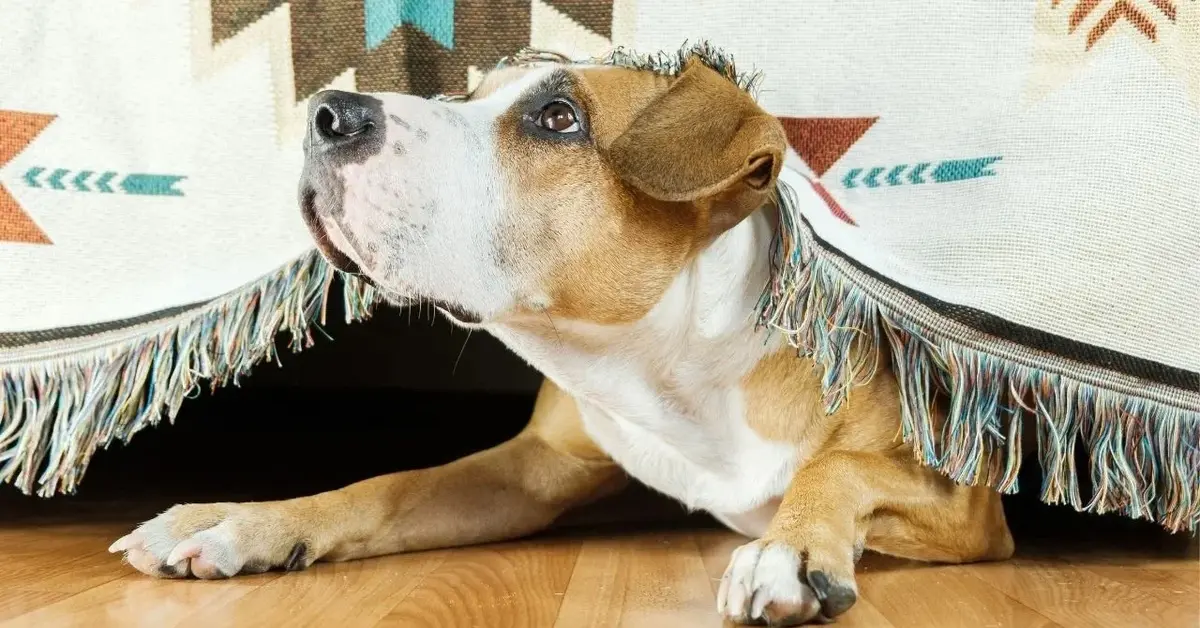 Biało-żółty pies wygląda spod koca i patrzy z e strachem w górę