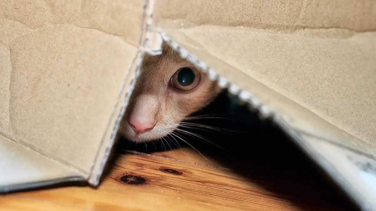 Rudy kotek wysuwa pyszczek spod kartonowego pudełka
