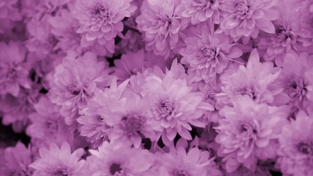 życzenia imieninowe dla ewy