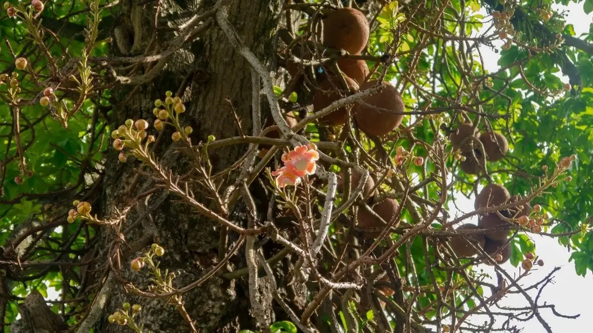 drzewo na którym rosną orzechy brazylijskie