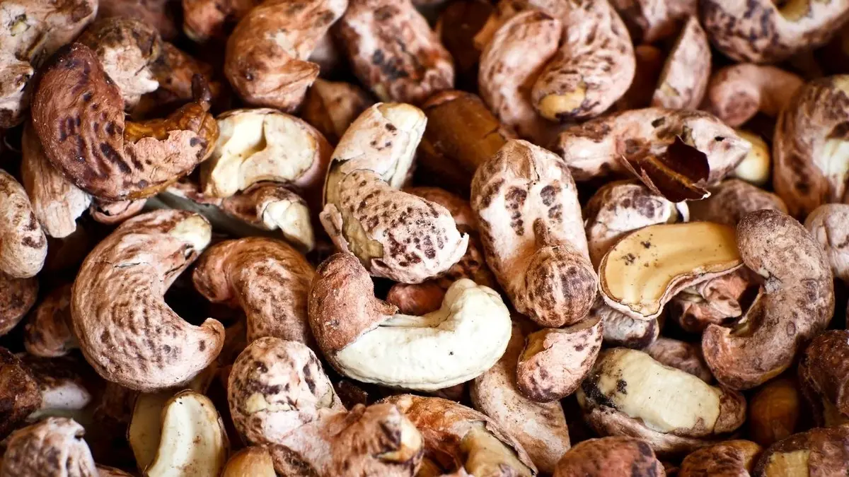 orzechy nerkowca przeciwwskazania