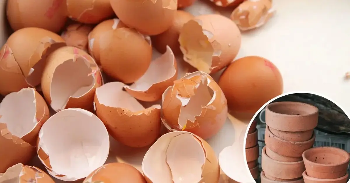 Główne zdjęcie - Jak wykorzystać skorupki jajek? Nie wyrzucaj ich!