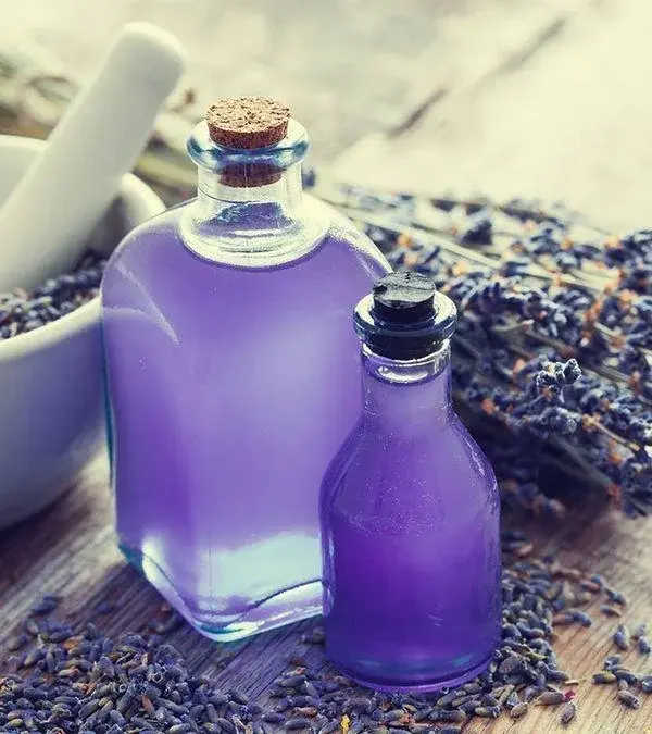Olejek lawendowy - zastosowanie w kosmetyce i aromaterapii. Jak wykorzystać olejek lawendowy?