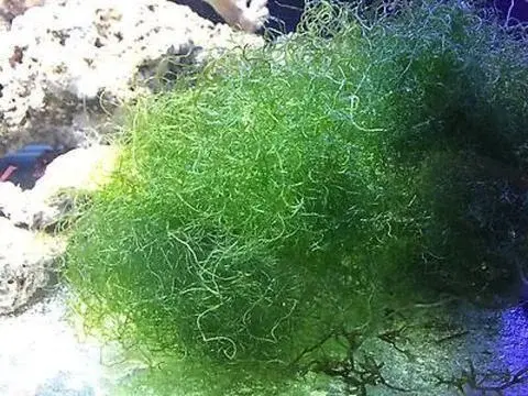 Domowa maseczka z alg morskich - naturalna recepta na piękną skórę