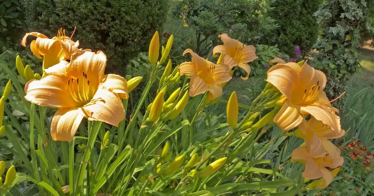 Lilie ogrodowe