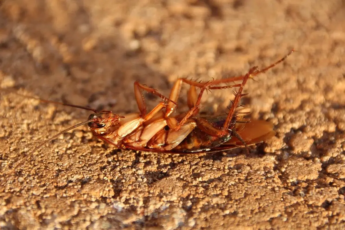 Jak pozbyć się karaluchów domowym sposobem?