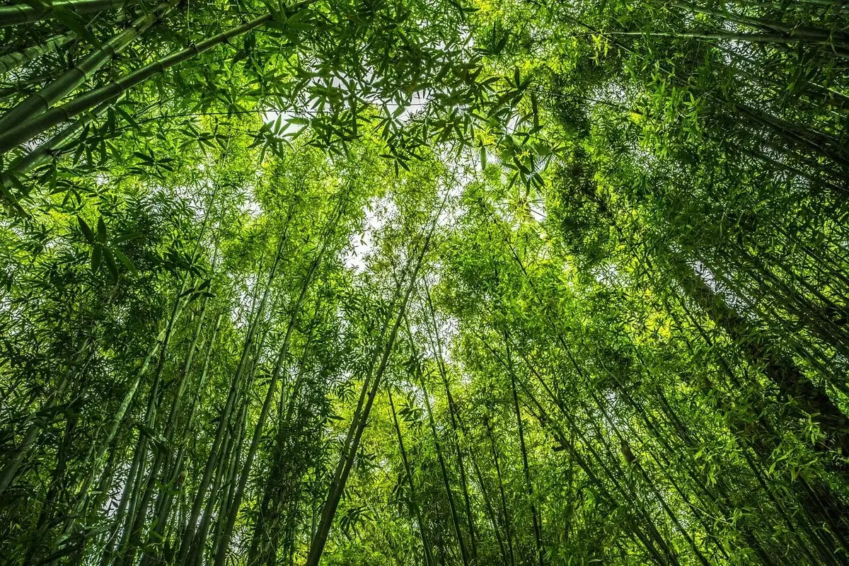 Żel bambusowy - dlaczego warto go mieć pod ręką?