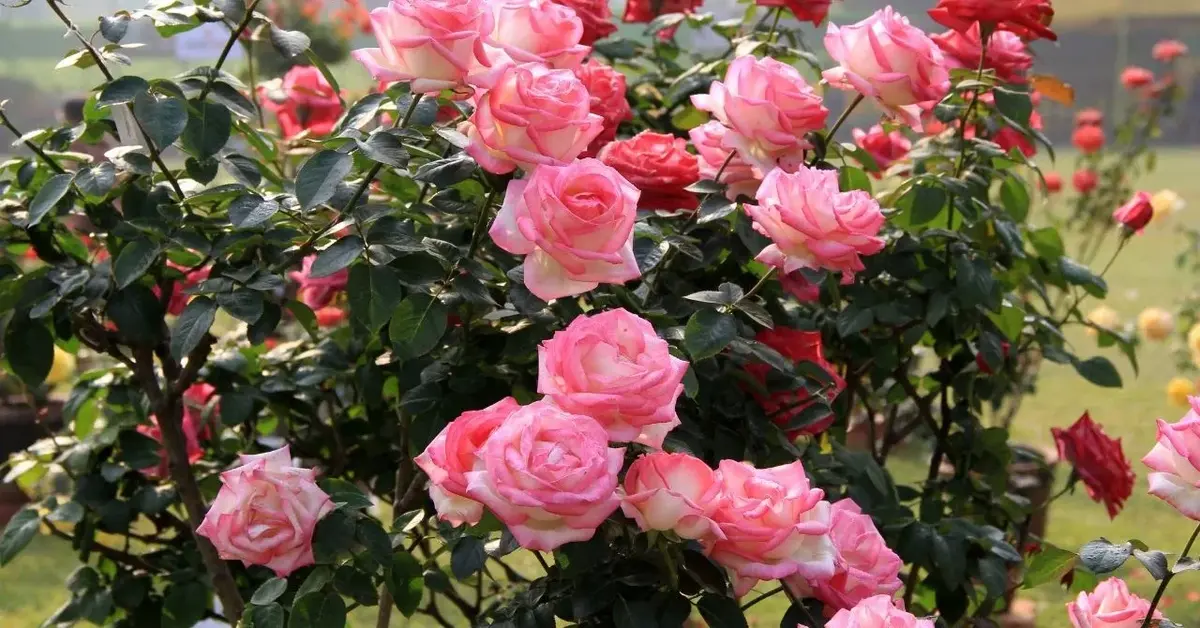 Krzew róży w ogrodzie