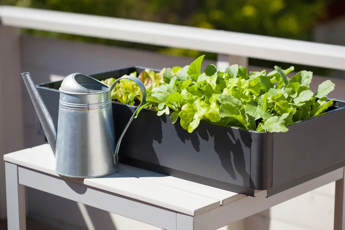 Ogródek warzywny w twoim mieszkaniu - hodowla warzyw na balkonie