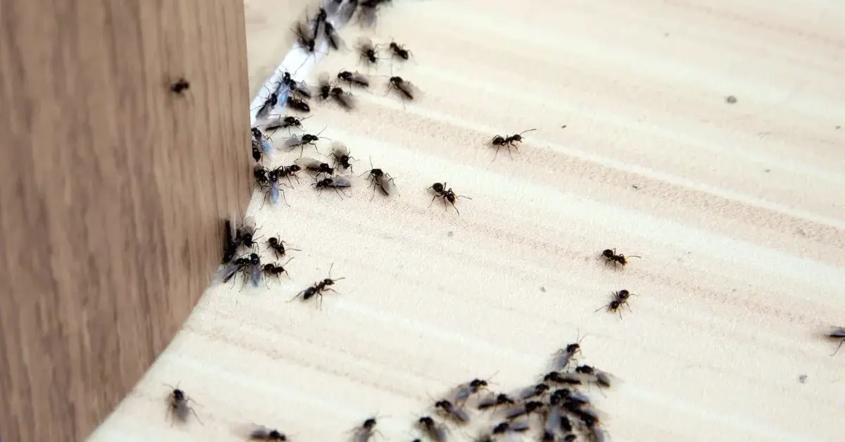 Główne zdjęcie - Jak pozbyć się mrówek z domu? 5 sprawdzonych sposobów