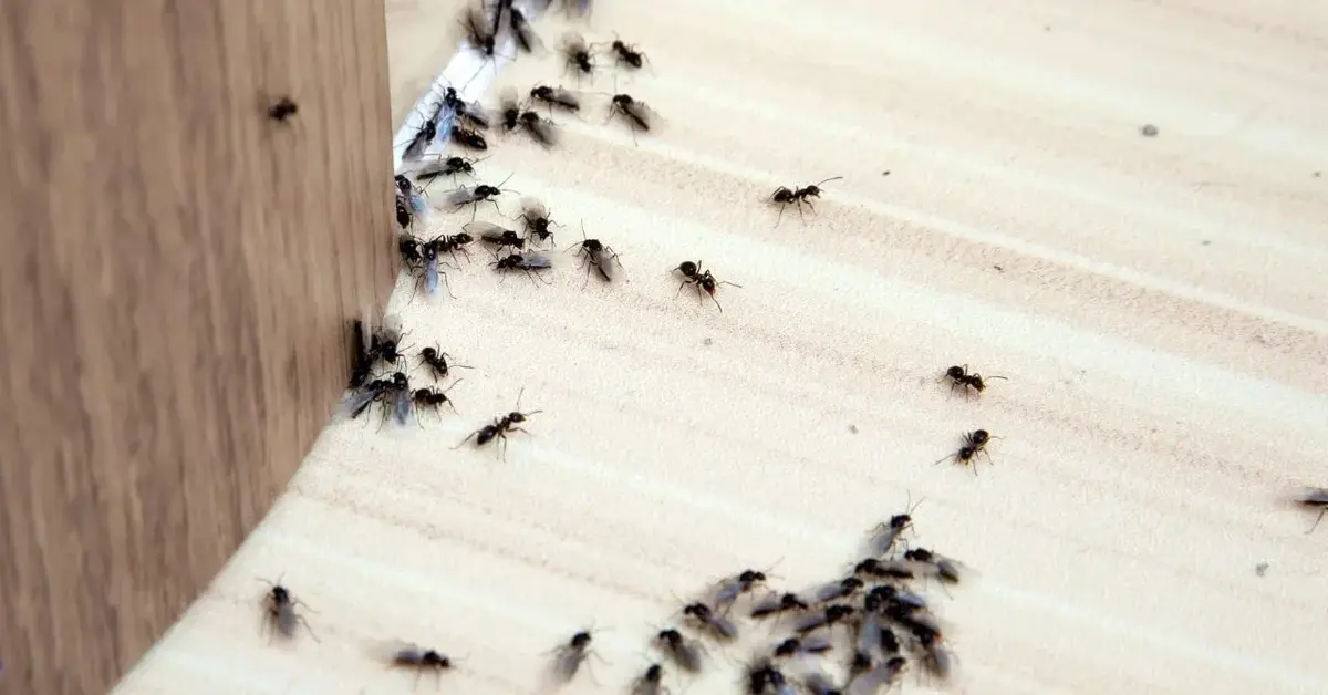 Główne zdjęcie - W Twoim domu pojawiły się mrówki? Nie panikuj! Oto pomoc