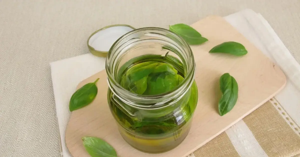 bazylia z olejem w słoiku