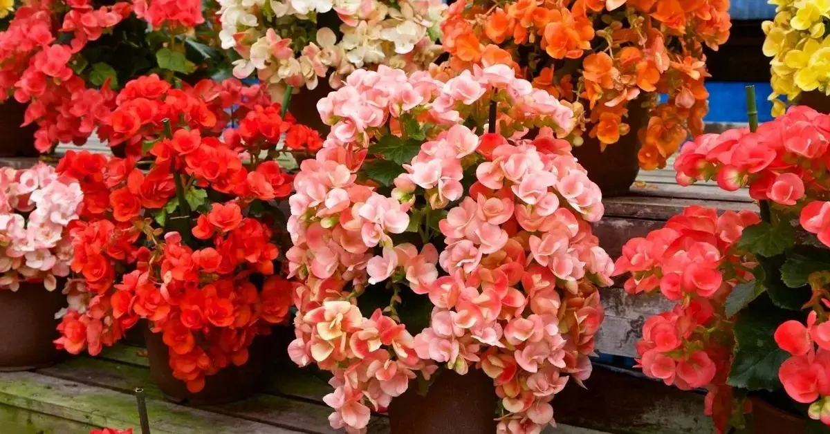 Główne zdjęcie - Begonia: popularne odmiany, pielęgnacja, nawożenie. Idealna roślina na prezent dla miłośnika kwiatów