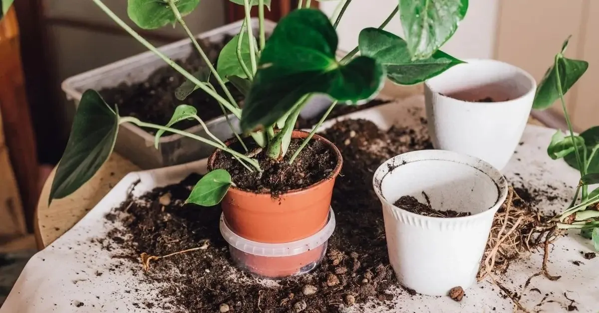 kwiatek doniczkowy podczas przesadzania