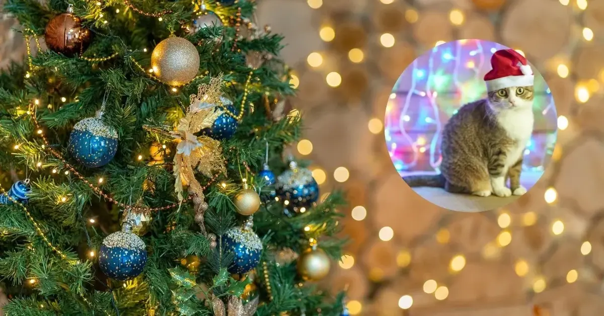 Choinka i kot w czapce przed Świętami.