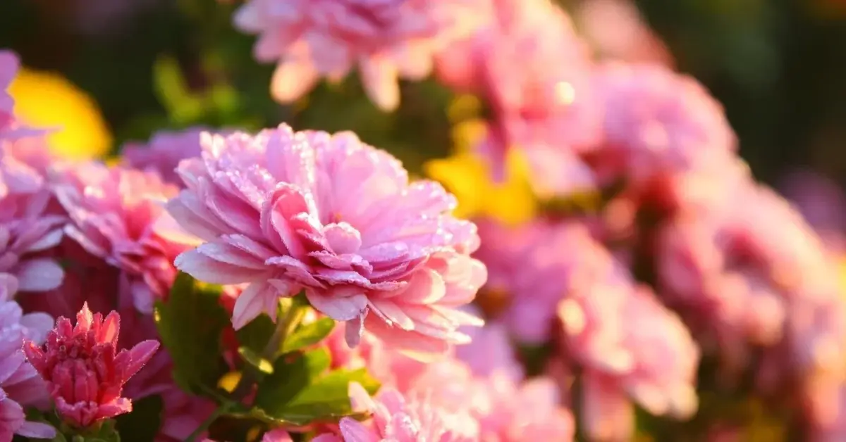 Główne zdjęcie - Piękno jesieni: Najpopularniejsze kwiaty, które ożywiają ogród