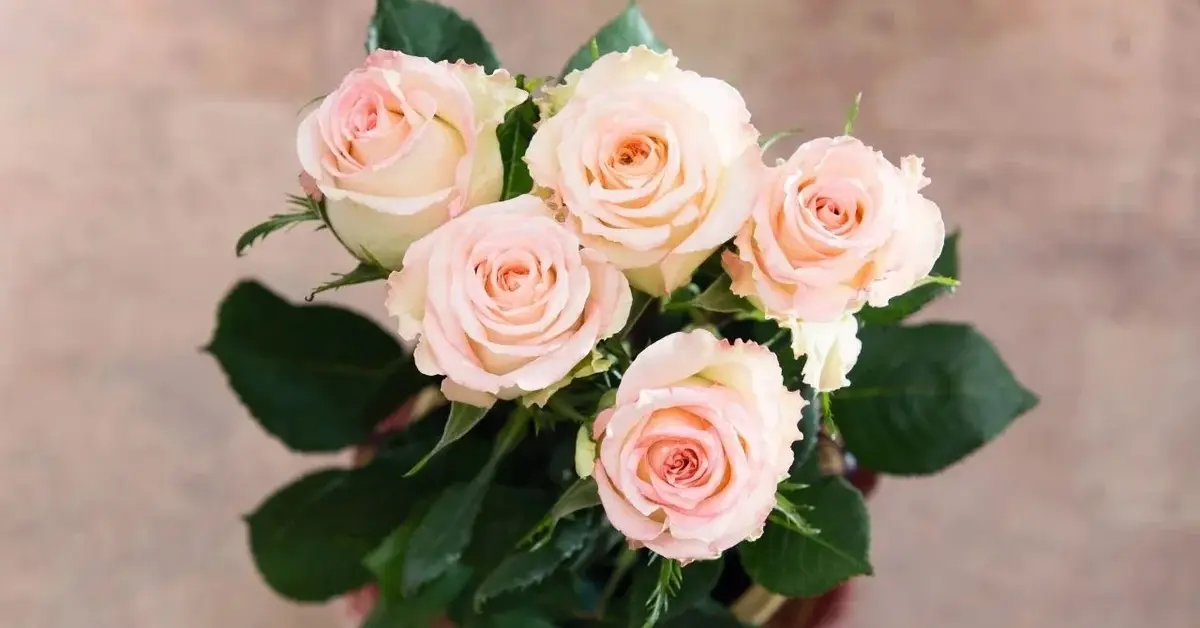 świeże róże w wazonie