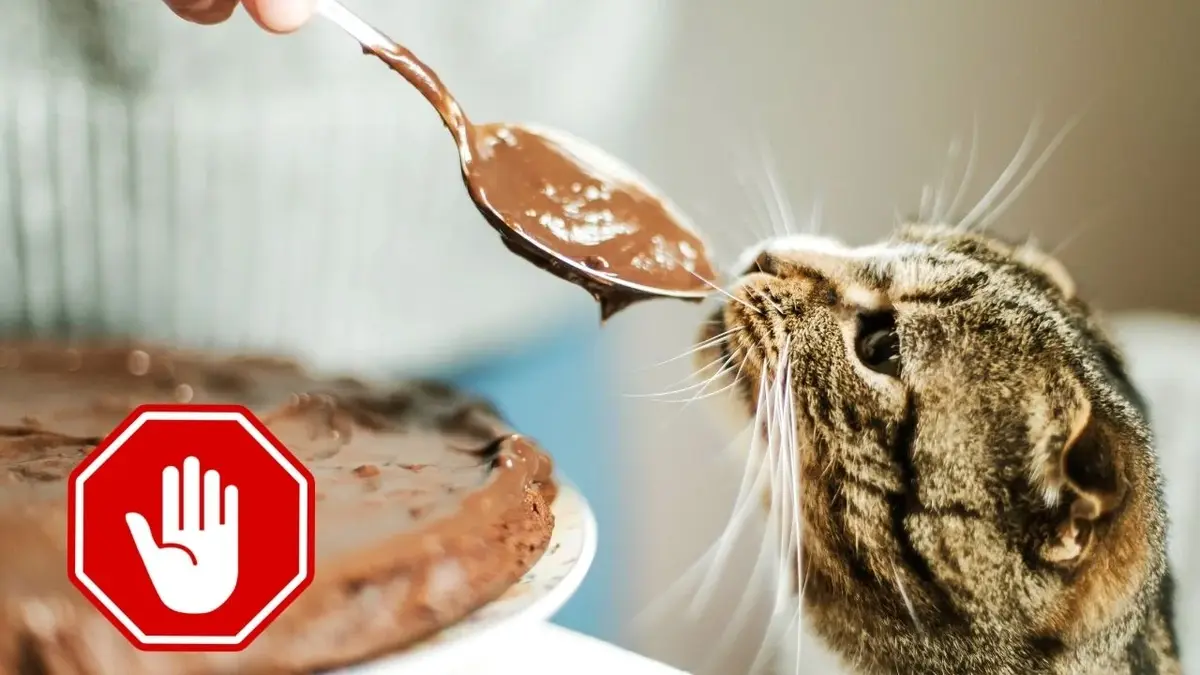 Koty nie powinny jeść kakao ani czekolady