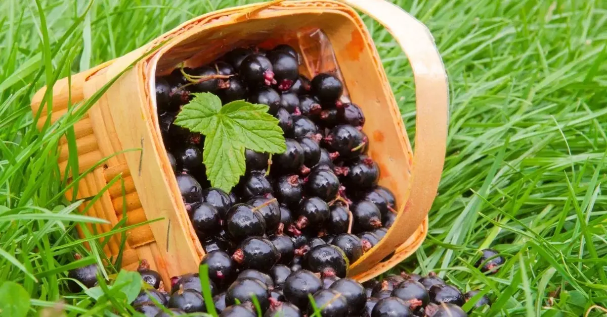 Dżem z czarnej porzeczki