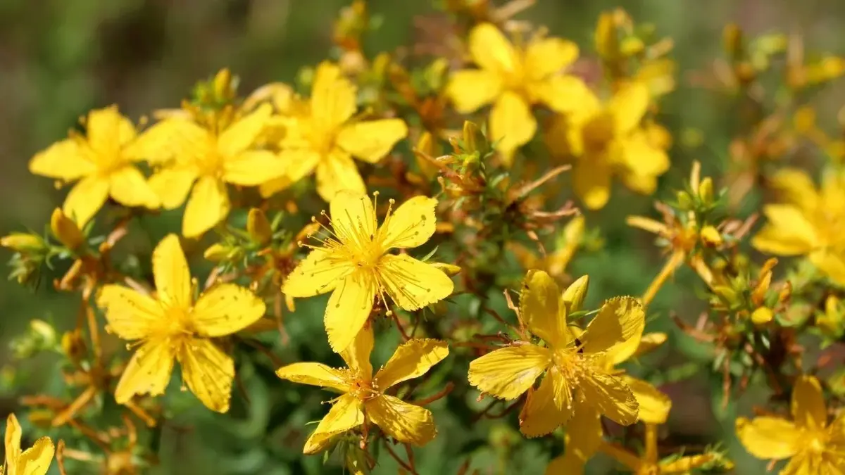 żółte kwiaty dziurawca barwierskiego