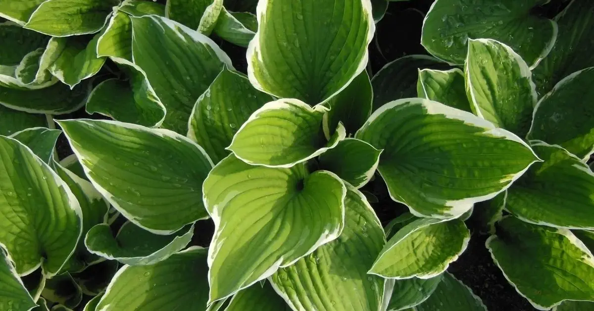 Główne zdjęcie - Funkia - zielona bylina z Azji. Jak o nią zadbać, aby zawsze była piękna?