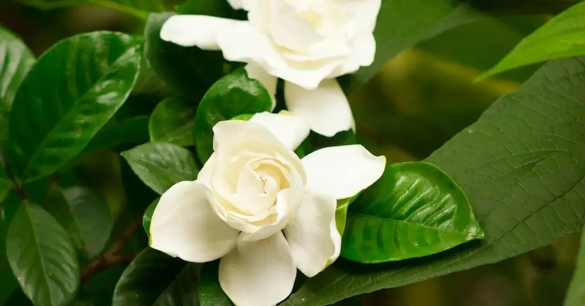 Gardenia jaśminowata - kwiat w zbliżeniu