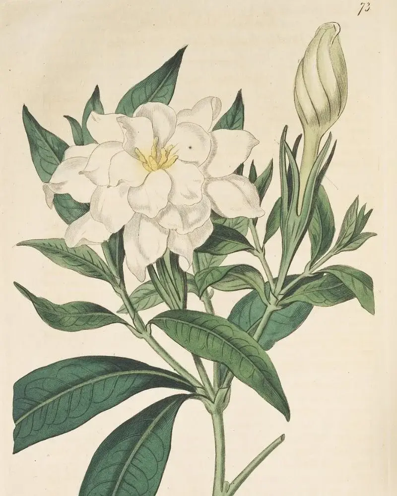 Gardenia - szkic rośliny ze starego zielnika