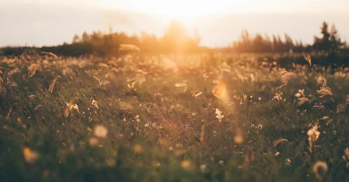 Łąka, zachód słońca