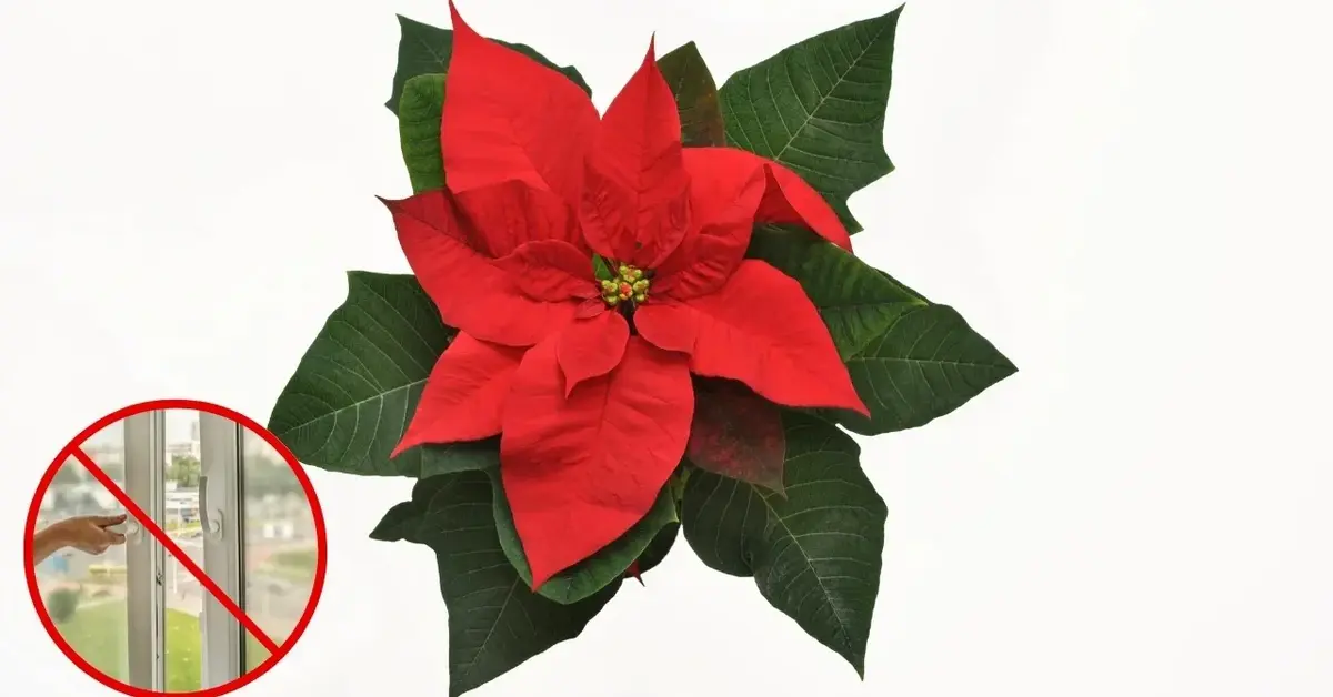 Gwiazda betlejemska na białym tle i zakaz otwierania okien.