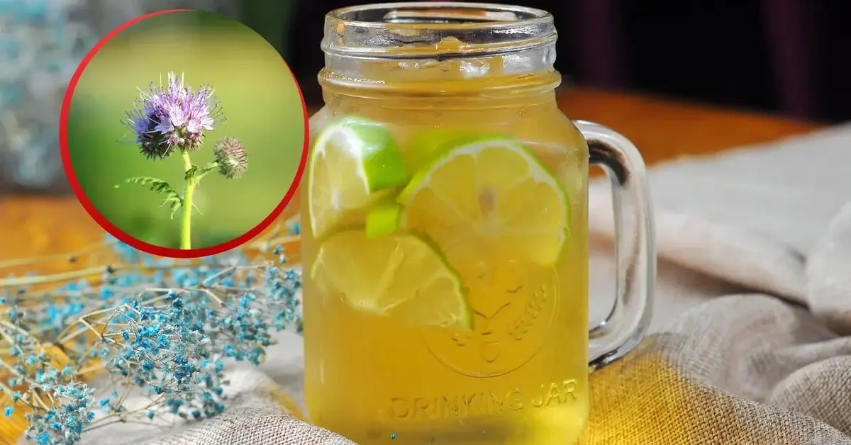 Herbata z limonką i miodem faceliowym.