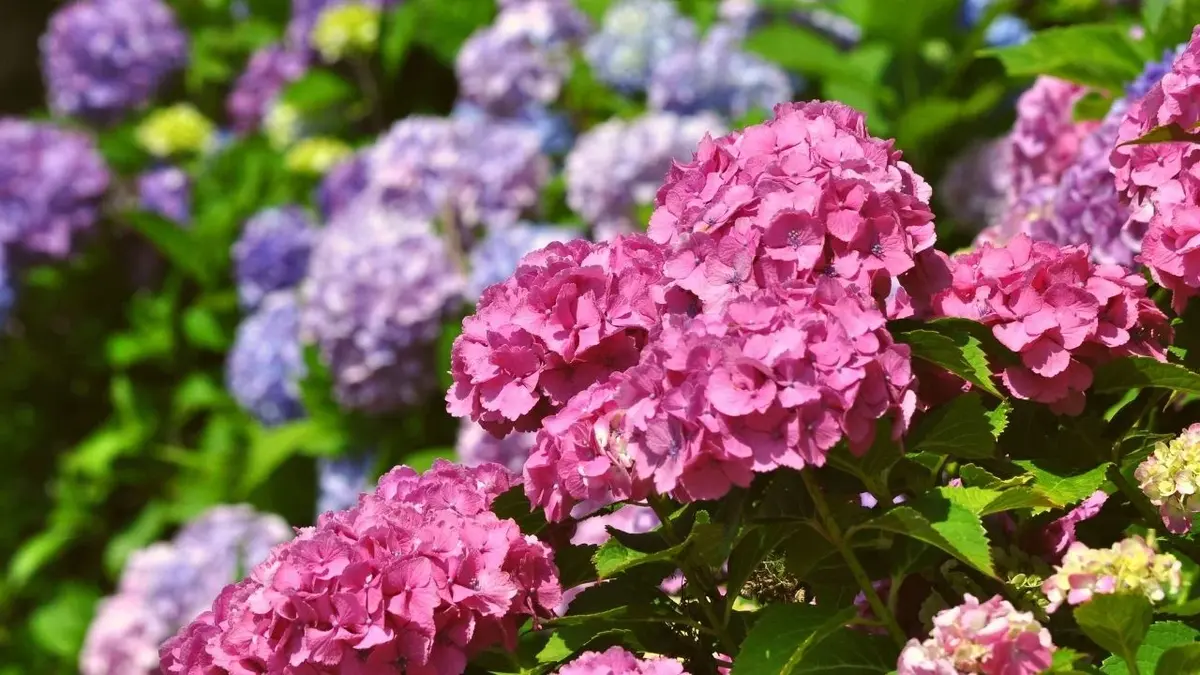 Kwitnące hortensje ogrodowe wybarwione na różowo i niebiesko