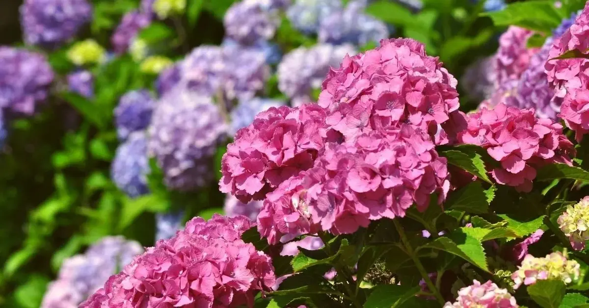 Kwitnące hortensje ogrodowe wybarwione na różowo i niebiesko
