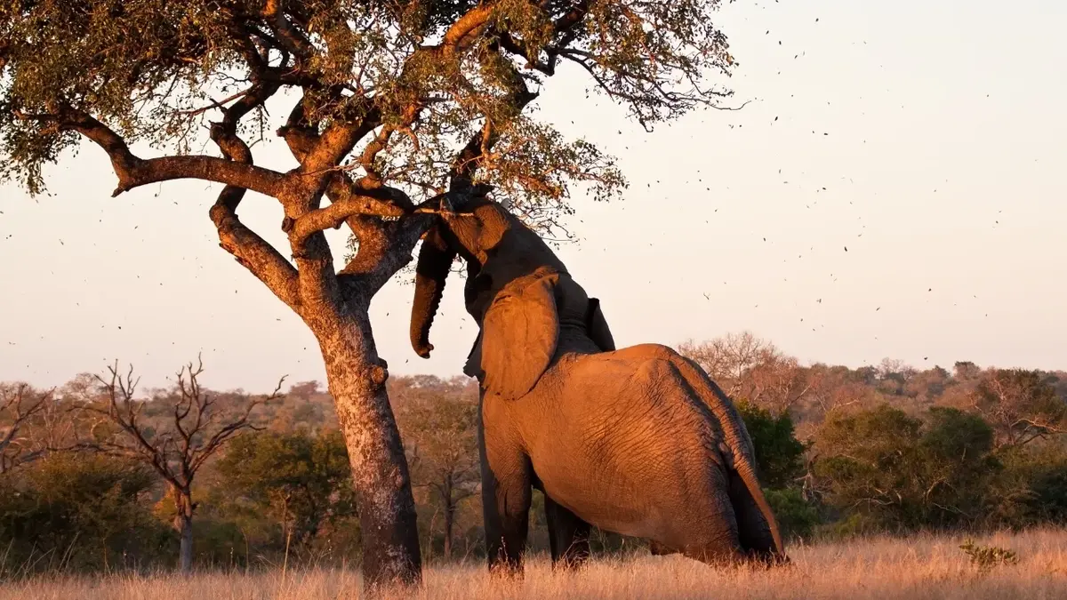 Słoń sięgający trąba korony drzewa 