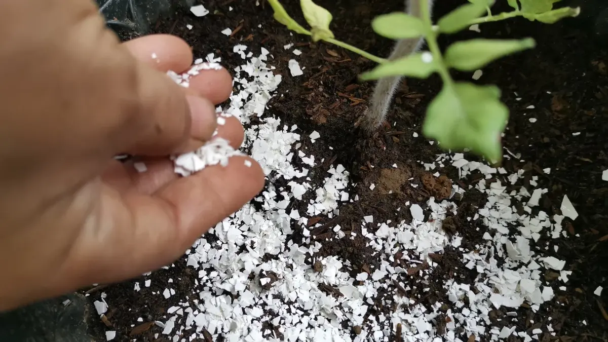 Pokruszone Skorupki jajek rozsypywane na ziemię pod rośliny 
