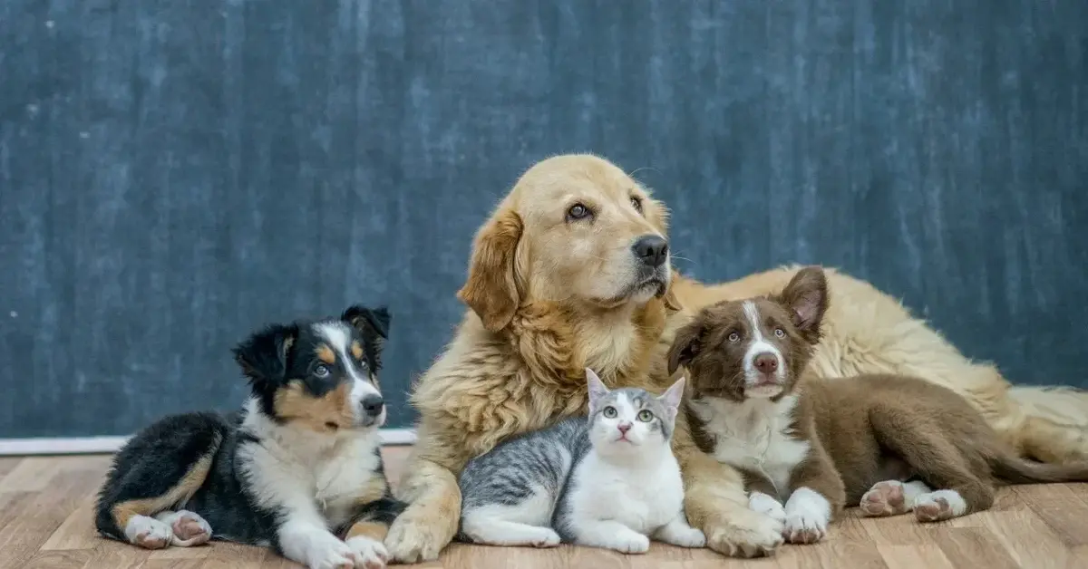 Główne zdjęcie - Adopcja psa - poradnik dla przyszłych właścicieli