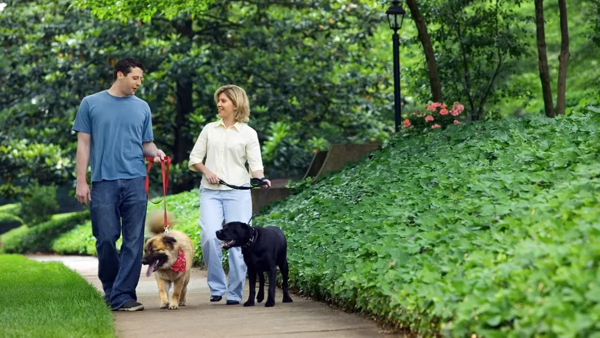 Kobieta i mężczyzna podczas spaceru z psami