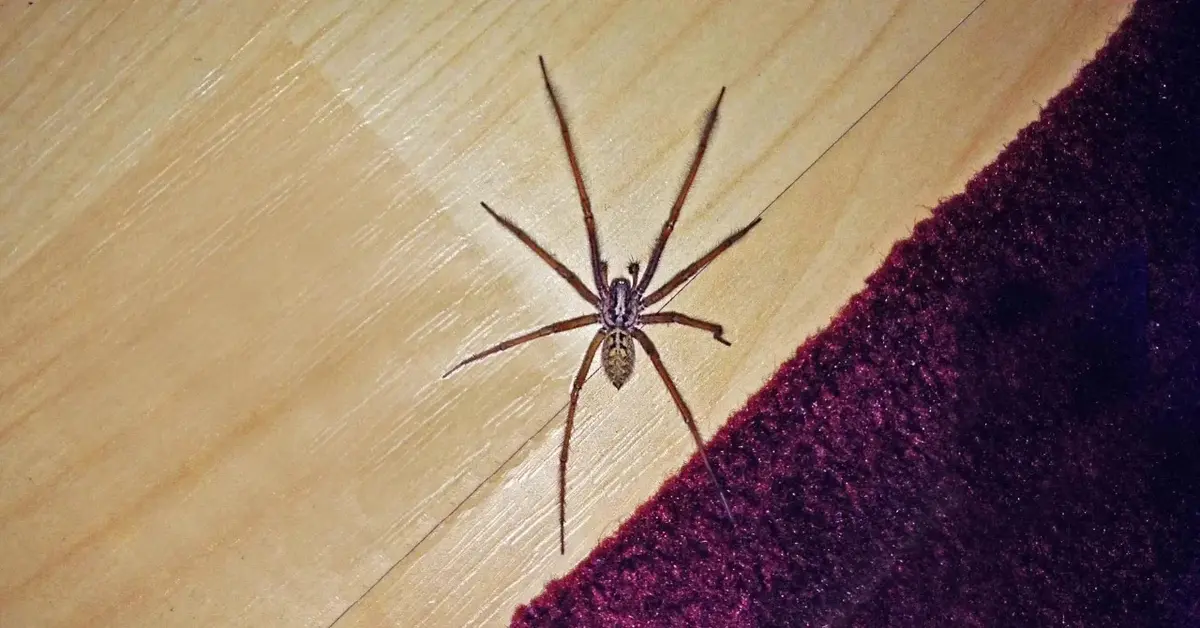Główne zdjęcie - Jak pozbyć się pająków z domu?