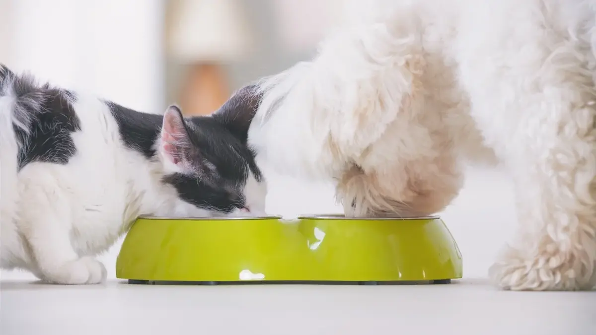 Pies i kot jedzący z jednej miski