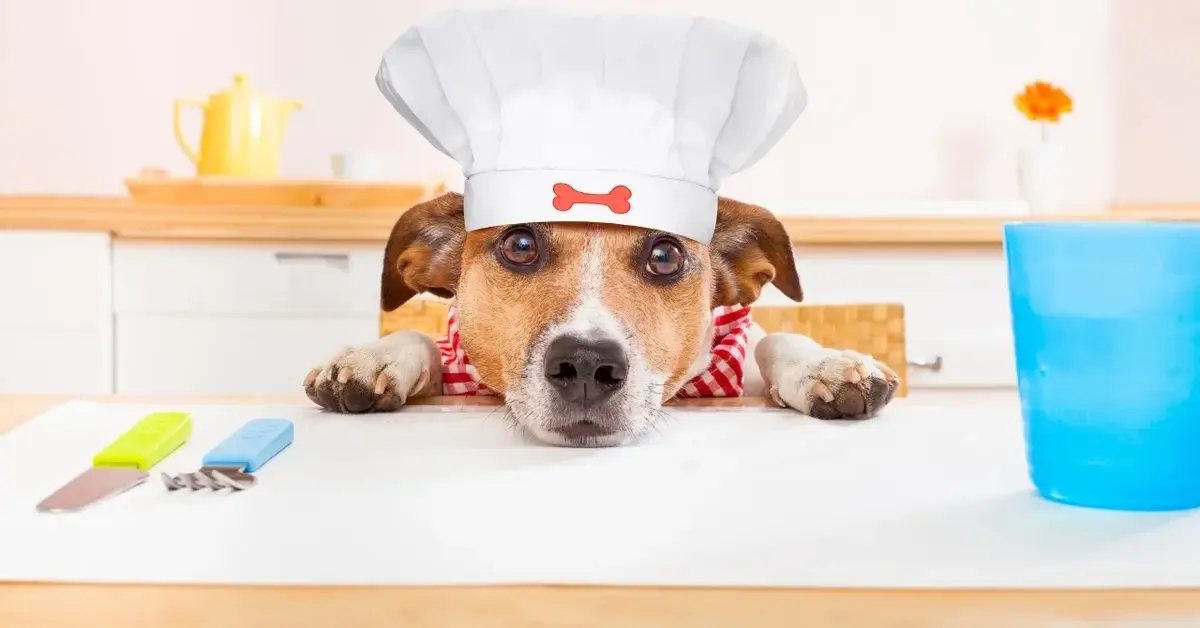 Pies w czapce kucharskiej